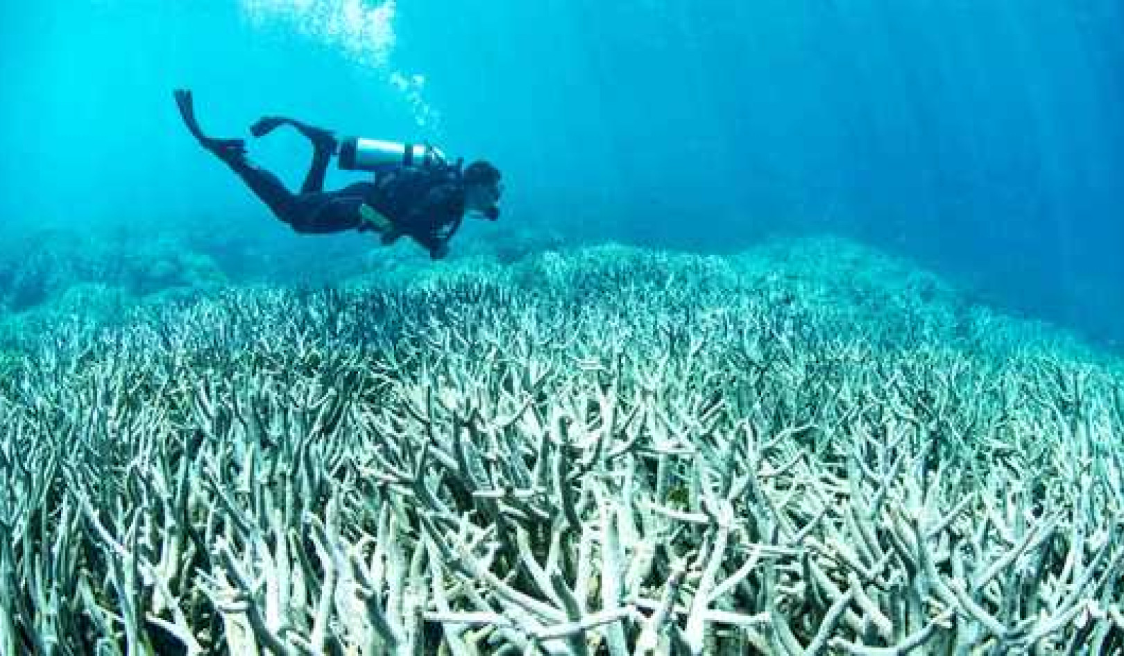 With Smart Action, Hope Isn’t Lost For Coral Reefs