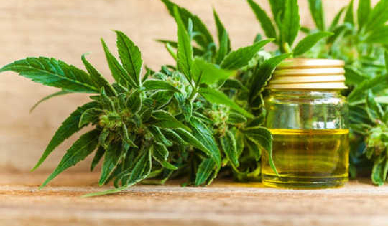 Is Cannabidiol A Rising Star Or Popular Fad?