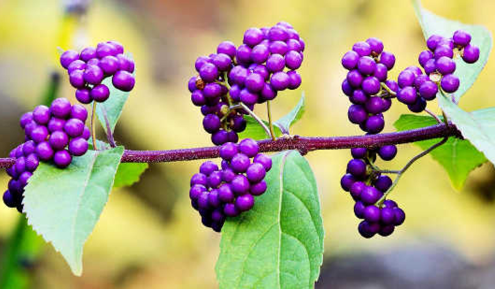 Evidence That Beautyberry Compound Aids Antibiotic Against MRSA (Staph) Infection