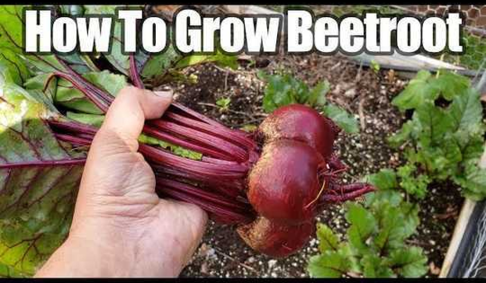 Growing Beetroot or Beets In Your Vegetable Garden