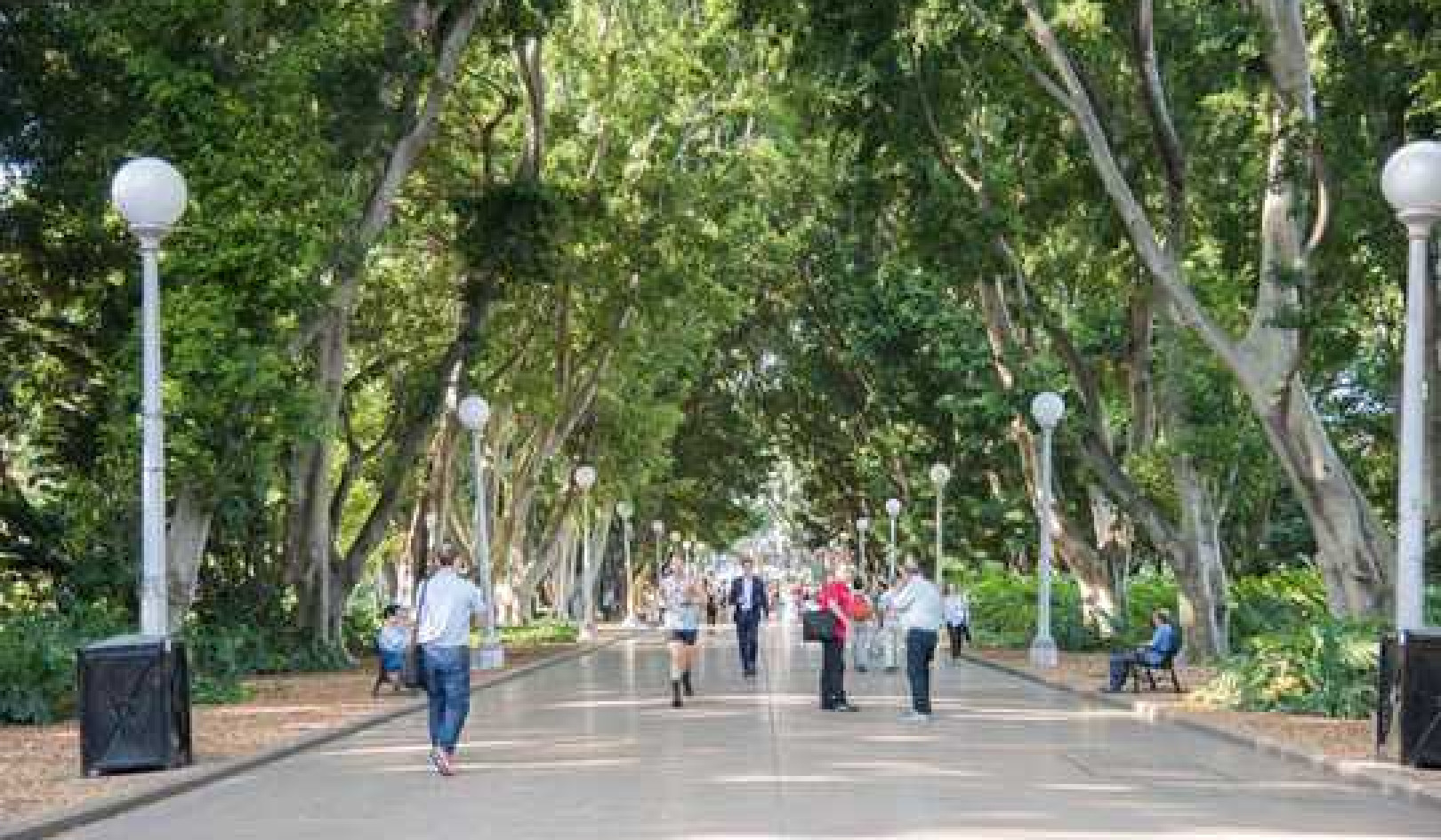 Increasing Tree Cover May Be Like A Superfood For Community Mental Health