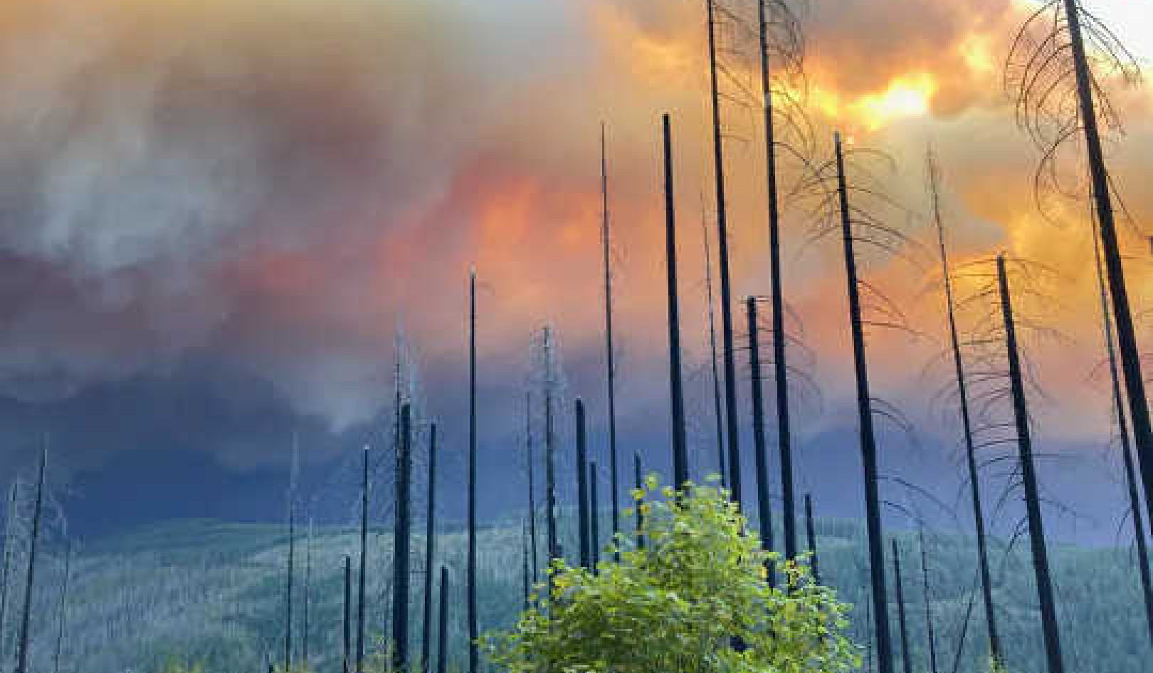 How Both Climate Change and Forest Management Have Fueled Today's Epic Western Wildfires