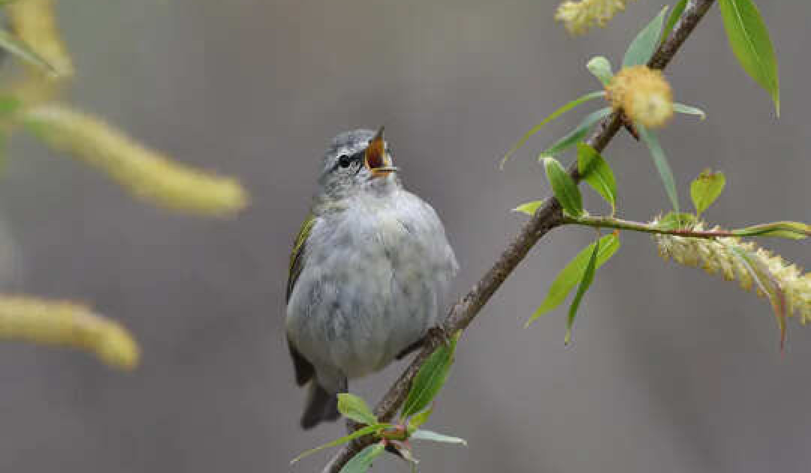 How We Can Help Migrating Birds On Their Way and Keep Them Safe