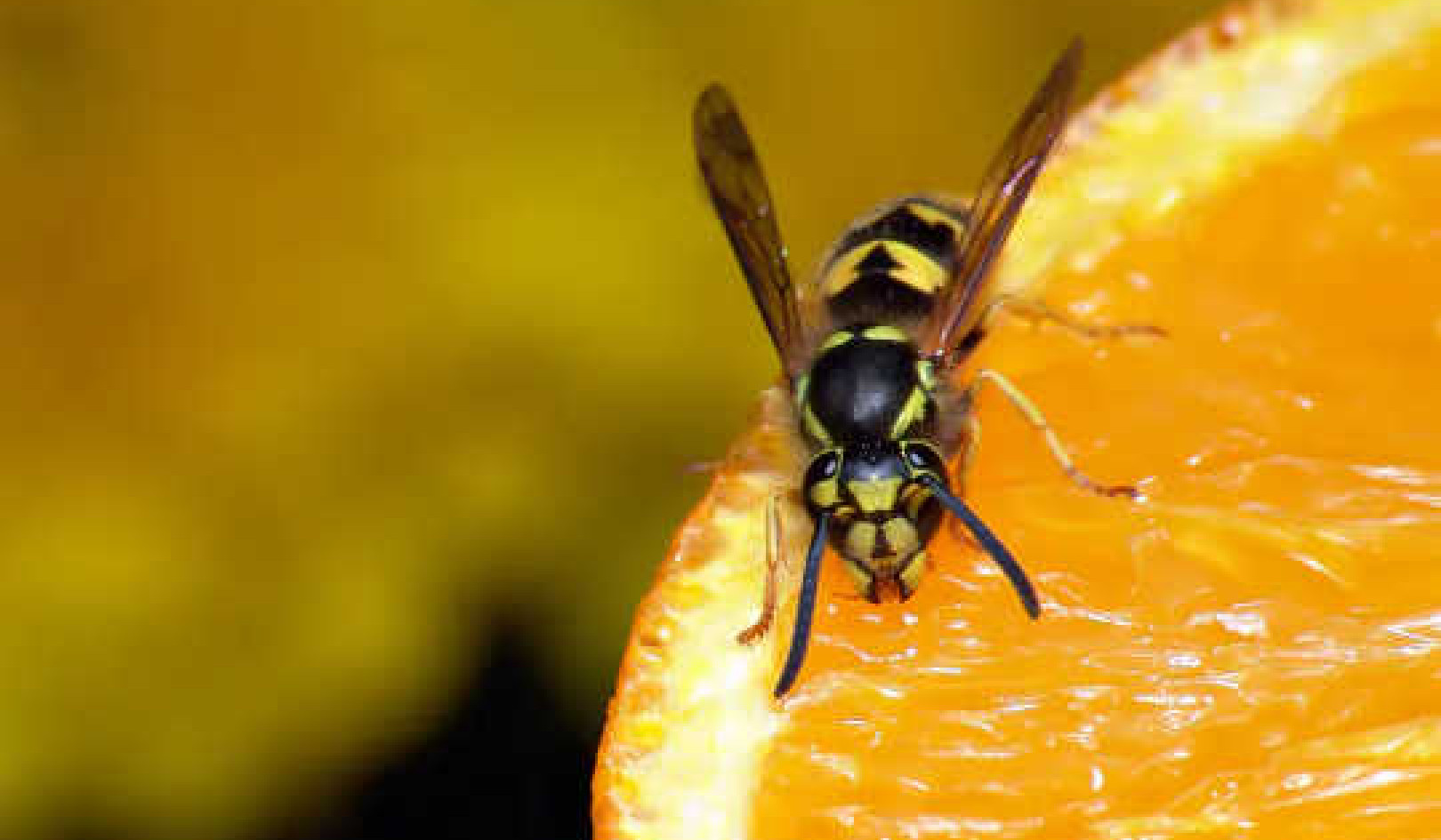 Why Wasps Become So Annoying At The End Of Summer