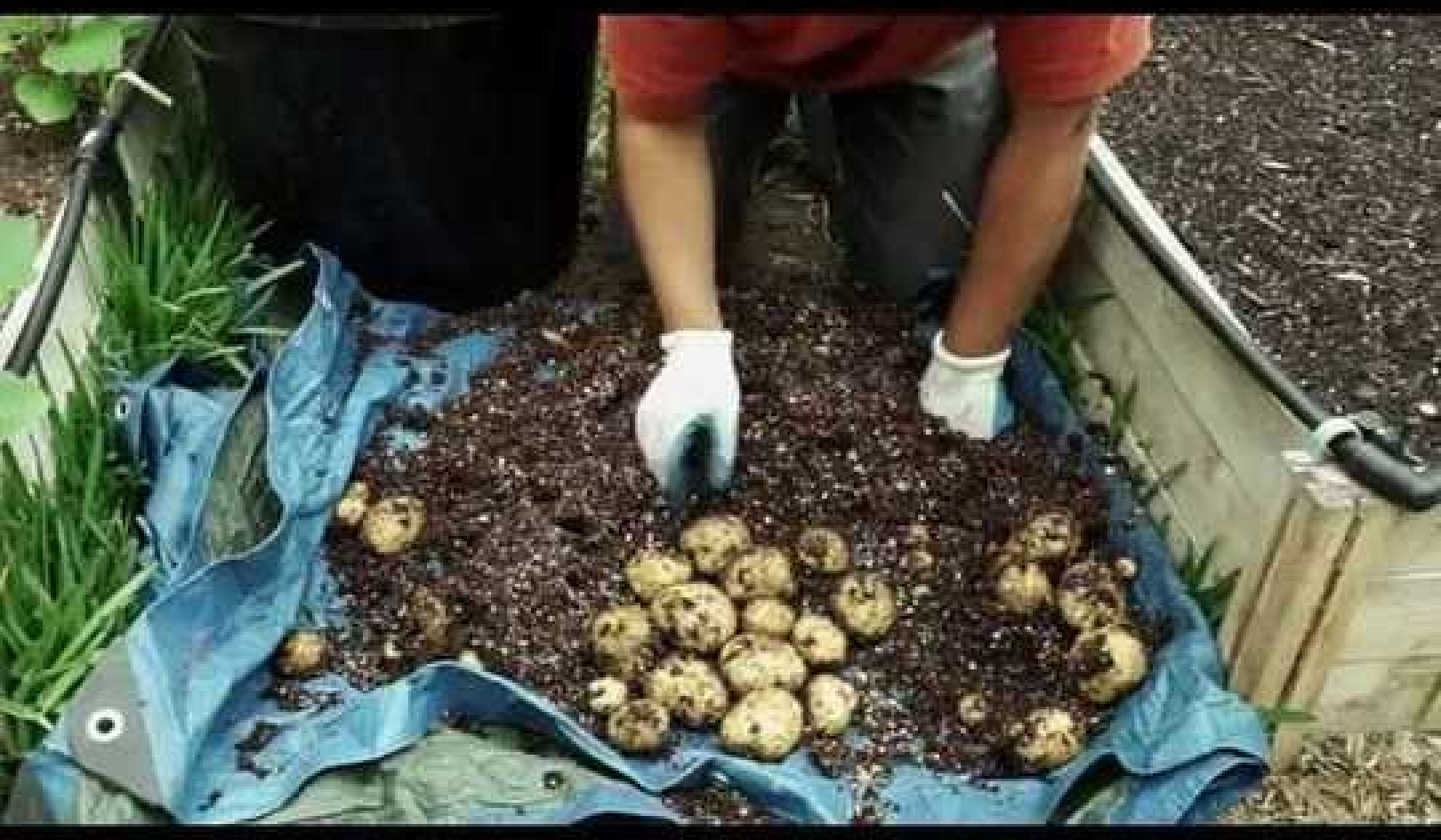 How To Grow Potatoes In Containers