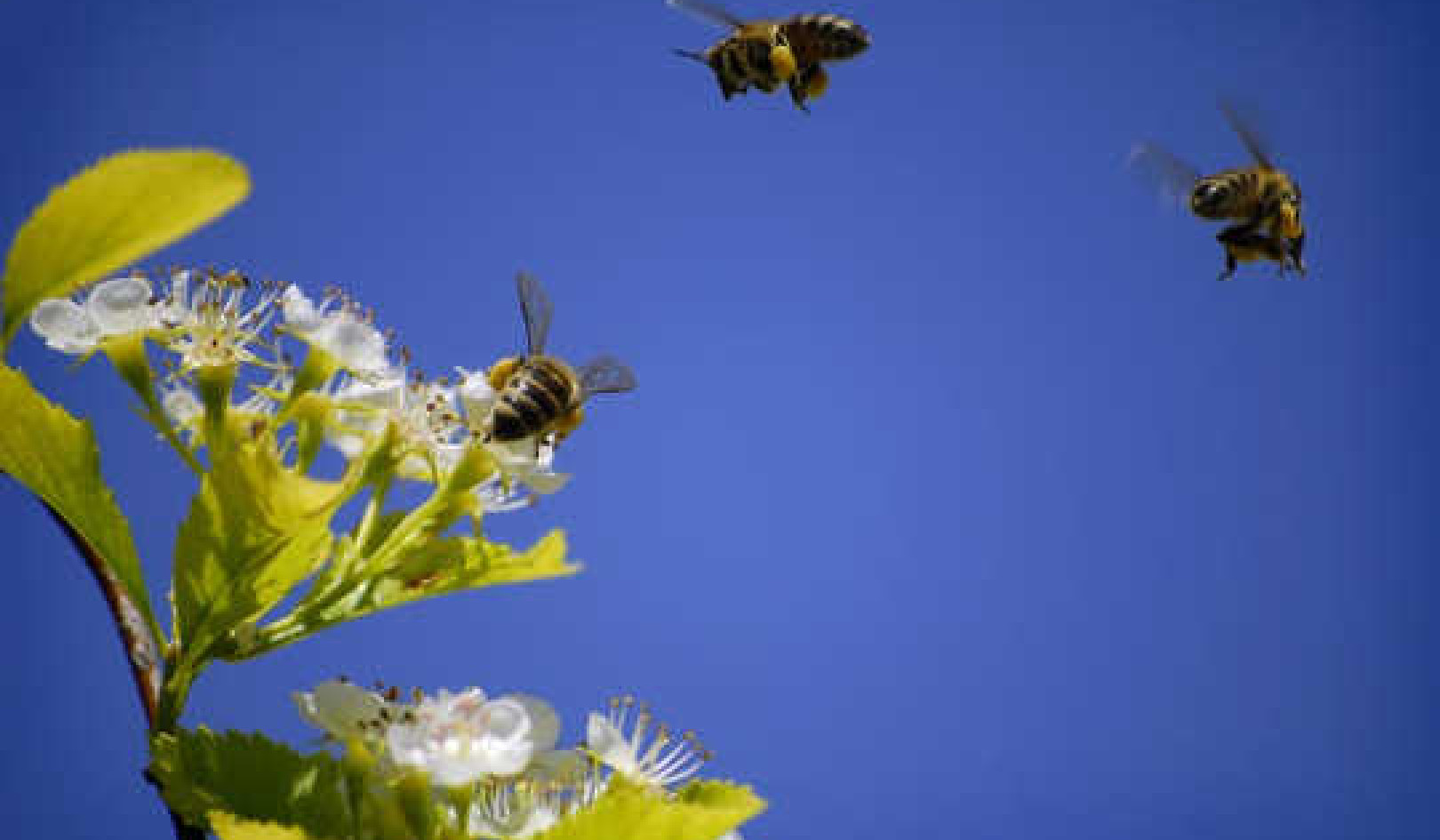 What Smart Bees Can Teach Humans About Collective Intelligence