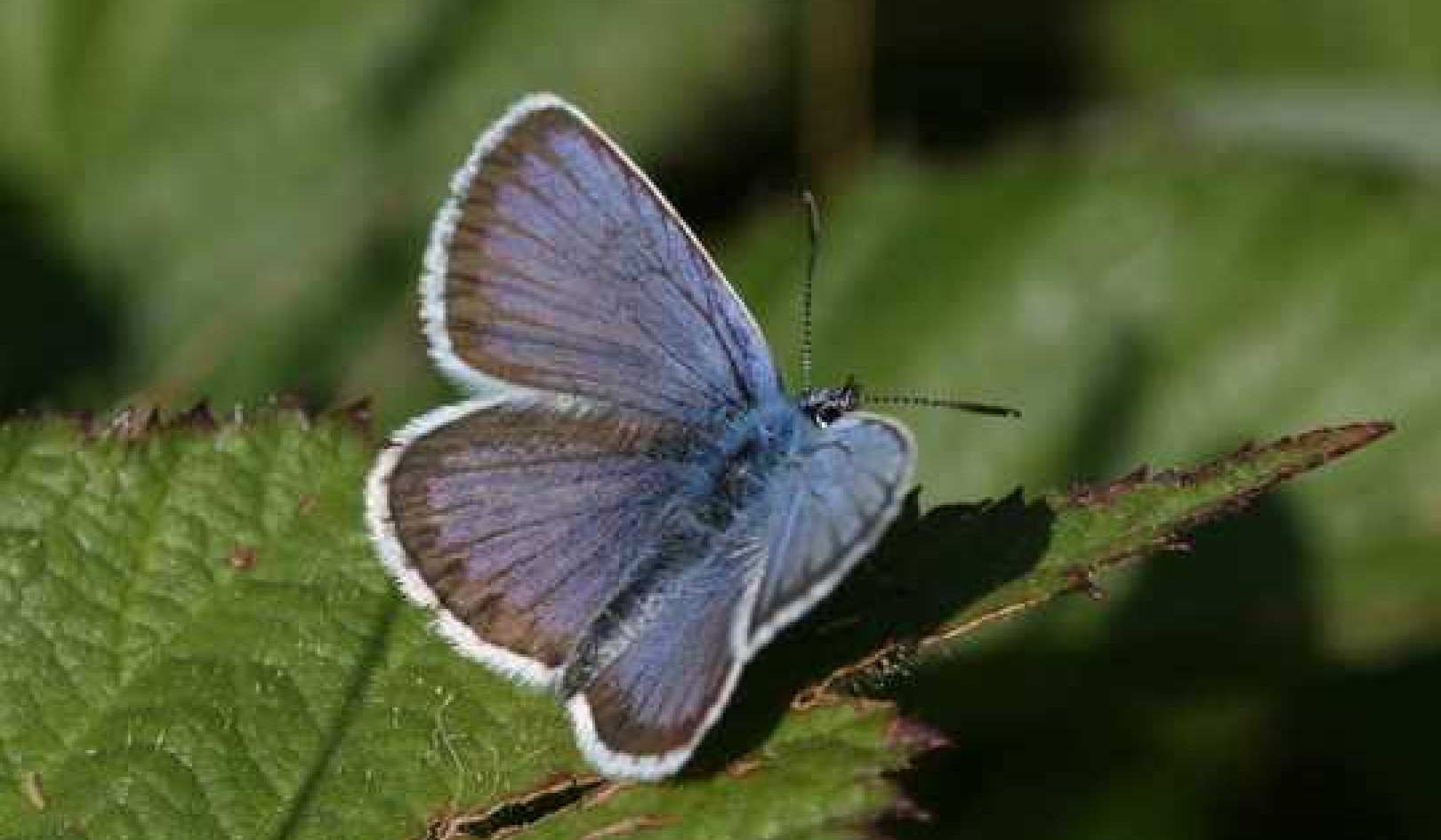 Some Butterflies And Moths Can Not Adapt To The Changing Climate