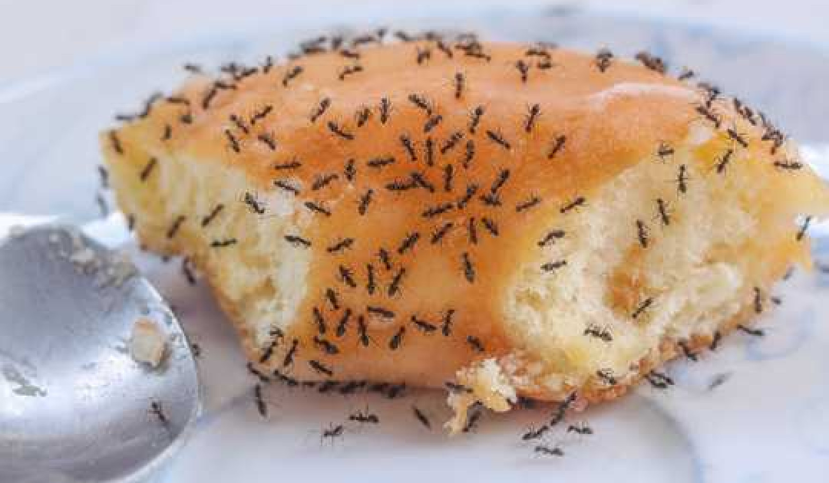 If Tiny Ants Have Invaded Your House, What To Do About It