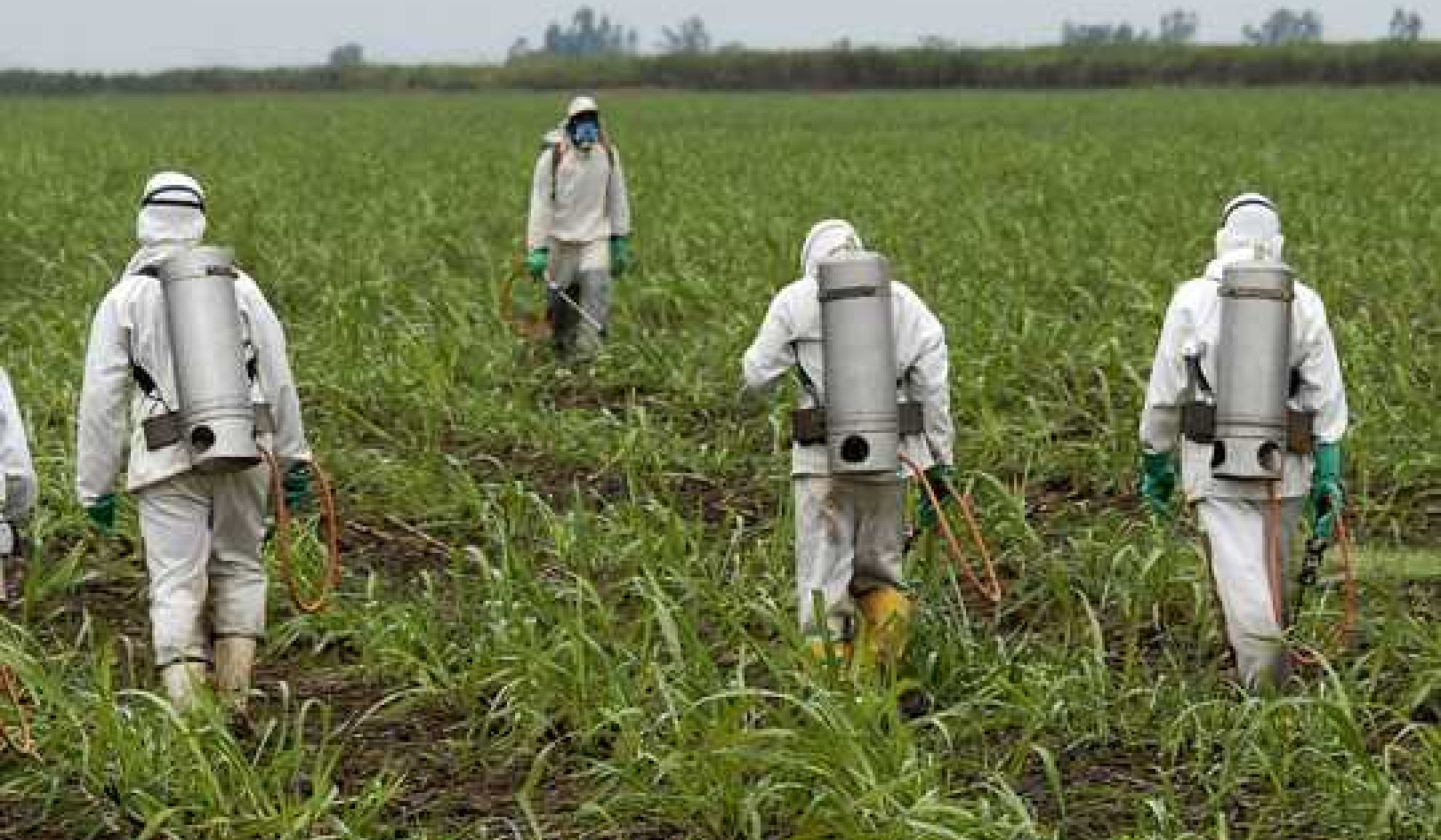 Super Popular Roundup Weed Killer Threatens Biodiversity