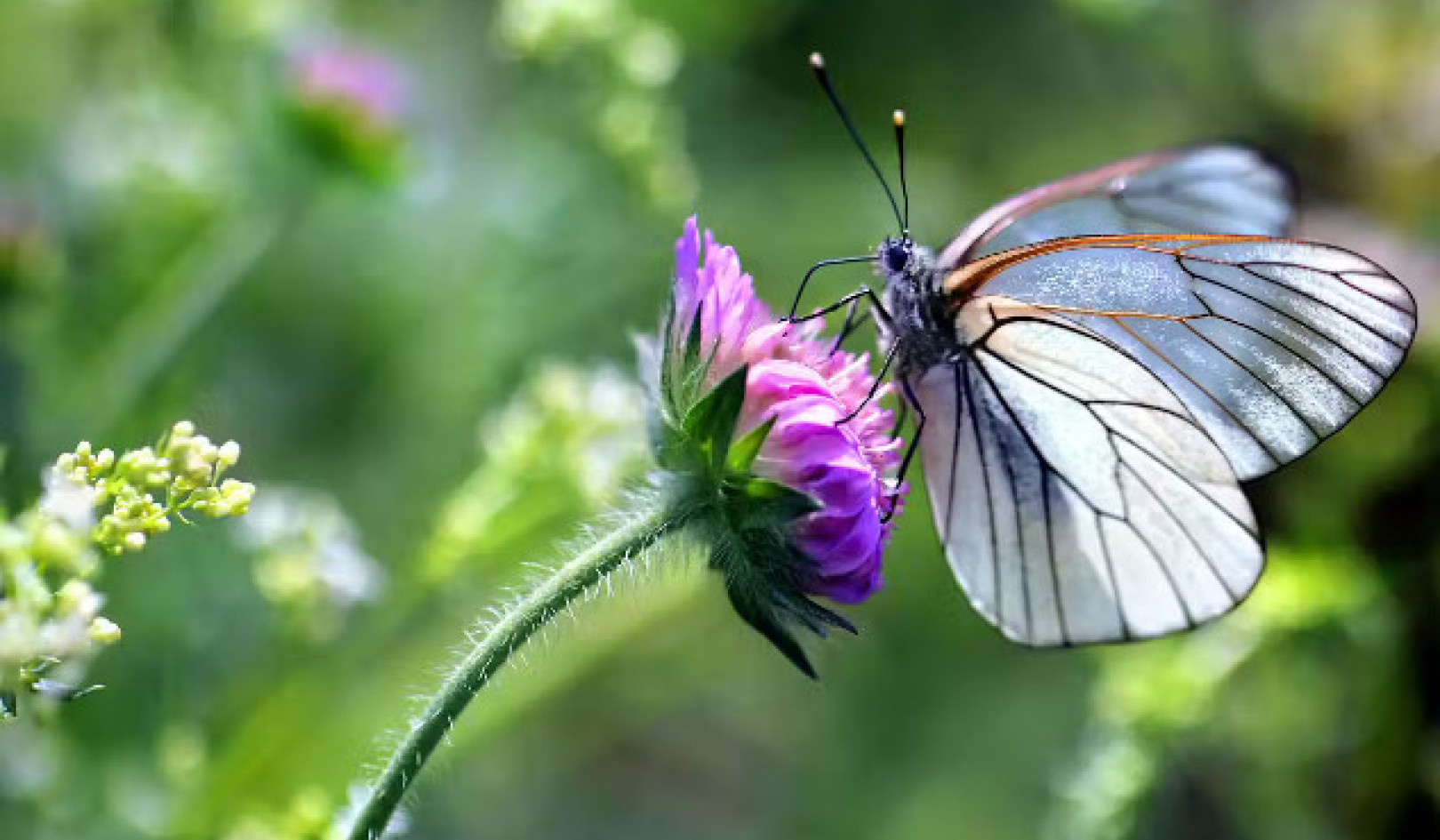 Spring's Early Bloom: How Plants Sense Changing Seasons