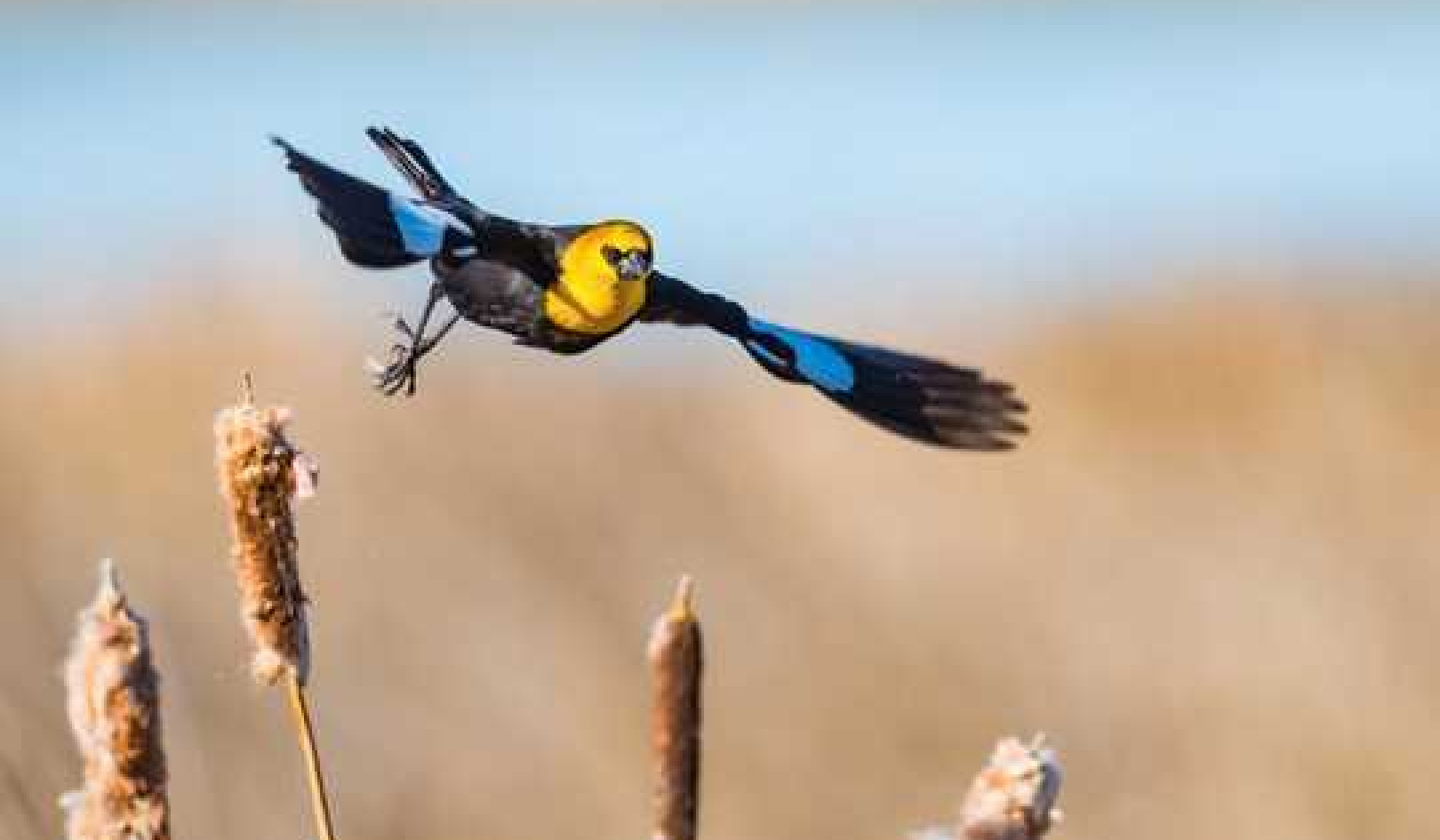 Warmer, Wetter Climate Benefits Some Birds As Wetlands Vanish