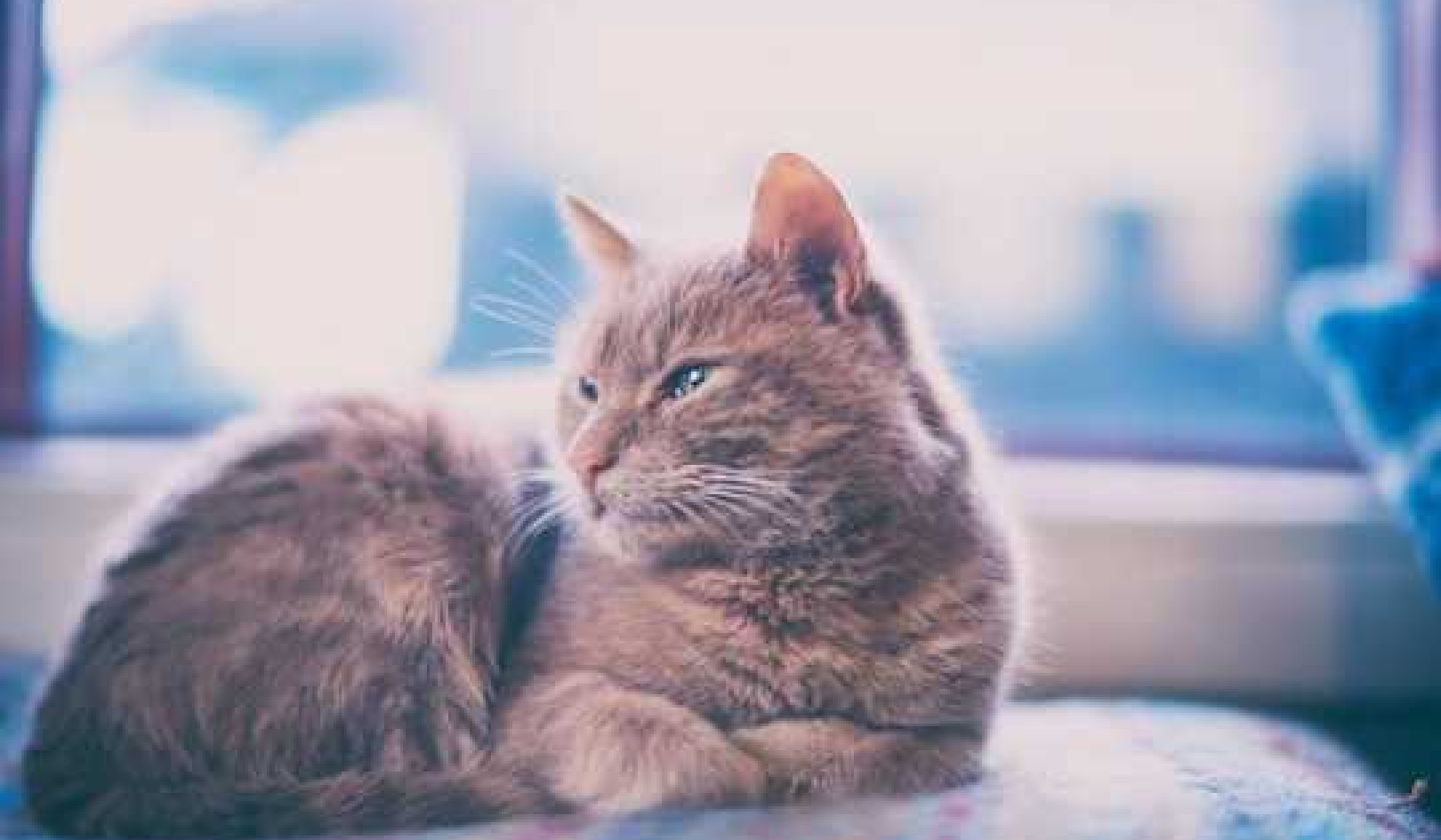 When Keeping Cats Indoors, How To Ensure Your Pet Is Happy