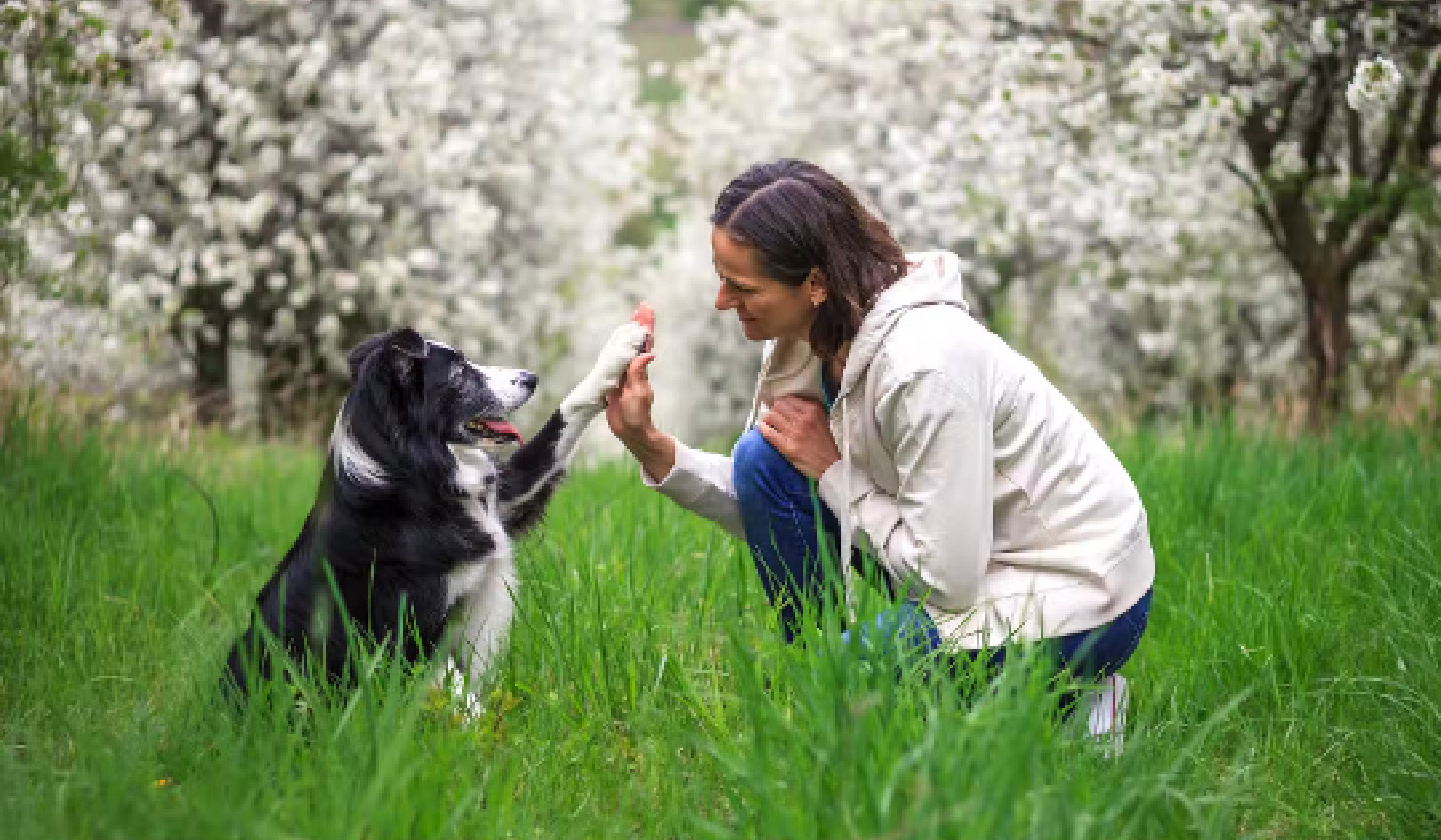 Are Dogs Left- or Right-handed?