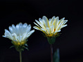 two white flowers in bloom