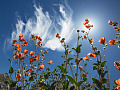 flowers in the desert