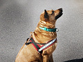 sitting dog wearing a harness and waiting for a command (or maybe a treat)