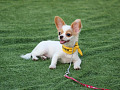 dog laying calmly on the grass off leash