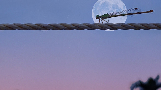 dragonfly in front of a full moon over the water