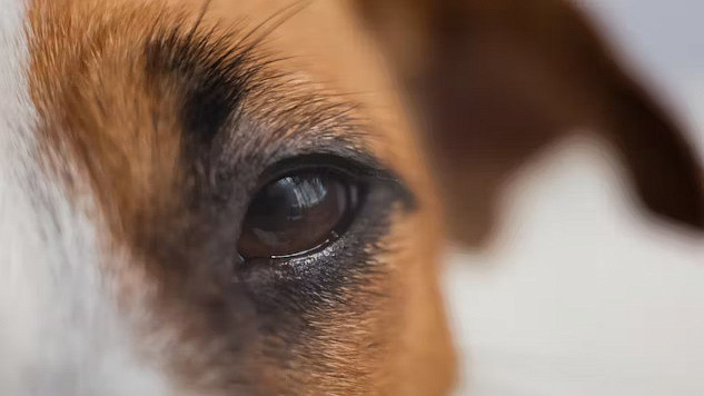 A person making eye contact with their dog, reflecting a deep emotional and neural connection.