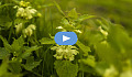 photo of stinging nettle flowers