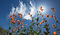 flowers in the desert