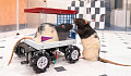 A close-up of a small rat sitting in a miniature car, gripping a lever with its paws, with a small treat visible as a target in the distance, representing the joy of learning and anticipation in action.