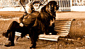 man and his dog, facing away from each other,  sitting on a park bench