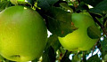 Your Call to Action: Picking God's Little Green Apples