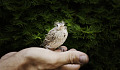 a bird in a person's open hand