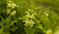 photo of stinging nettle flowers