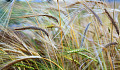 a field of grain, symbolic of the Virgo harvest season