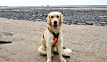 dog sitting on beach (a golden retriever)