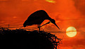 stork on their nest perched up high above the setting sun