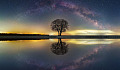 a tree reflected in the calm waters