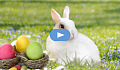 A white rabbit with colored eggs in nests.