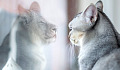 a cat seeing itself reflected as a lion in a mirror