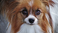 pensive Papillon dog