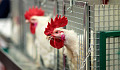 How Chickens Became The Ultimate Symbol Of The Anthropocene