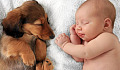 Preparing Your Pet for Your New Baby: A Guide For New Parents