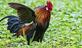 rooster flapping his wings and "strutting his stuff"