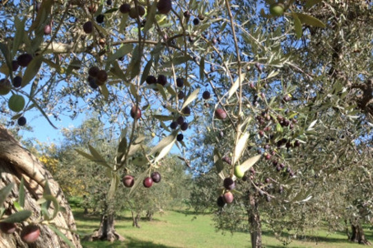 olive trees