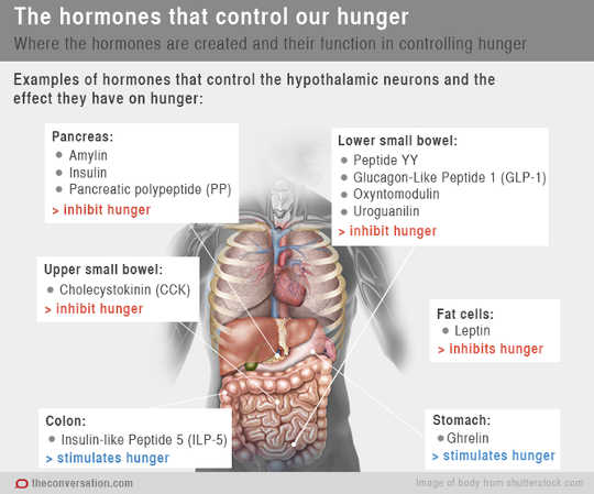 hormones2 9 26