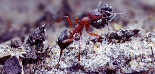 Why Do Slave Ants Rebel Against Slavemaker Ants? Why Do Slave Ants Rebel Against Slavemaker Ants?