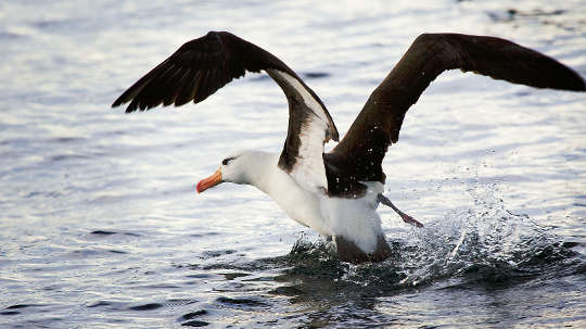 Seabirds Eat Plastic Because It Smells Like Dinner Seabirds Eat Plastic Because It Smells Like Dinner