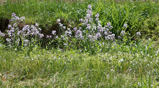 Why Farmers May Want To Keep, Not Kill, Weeds