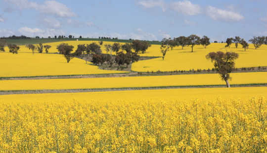 canola field 10 5