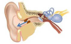  Cross section of where wax comes from and where it should go. Author provided