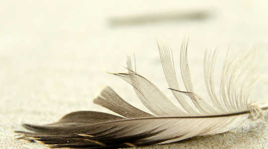 feather 5 21