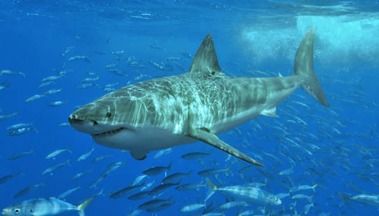 Why My Seven Years Counting Great White Sharks Are Troubling Why My Seven Years Counting Great White Sharks Are Troubling
