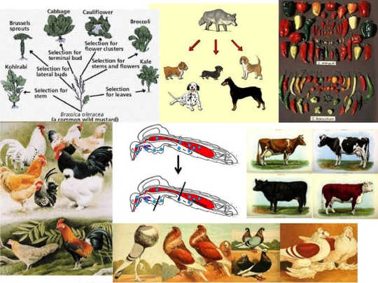 Examples of successful artificial selection of various traits through the years. In the center is a cartoon of the ‘block’ scientists would like to select for in mosquitoes so they can’t pass on the virus. Jeff Powell, Author provided